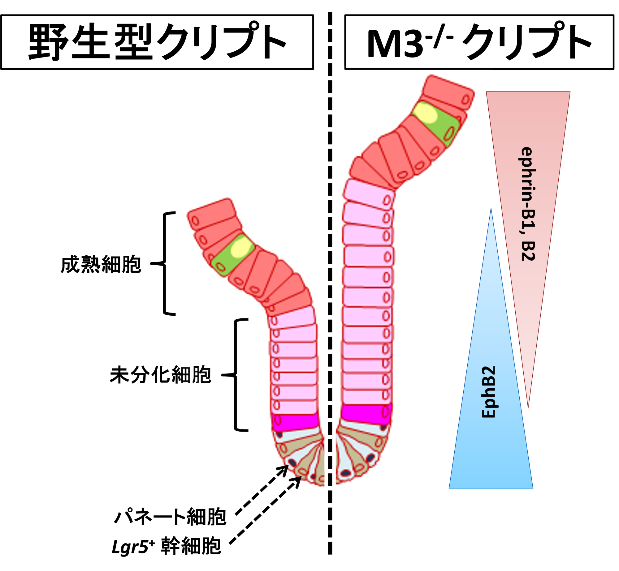 幹細胞から腸が作られるしくみの研究 公益財団法人サントリー生命科学財団