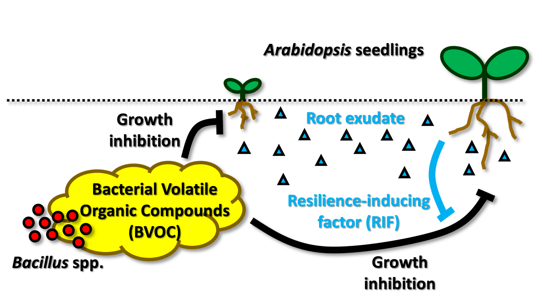  Clusivol 化合物のリーフレット